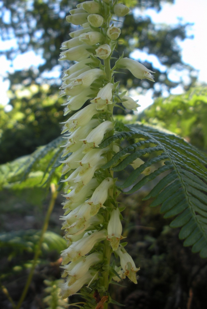 Digitalis micrantha (=D.lutea subsp. australis )/ Digitale appenninica